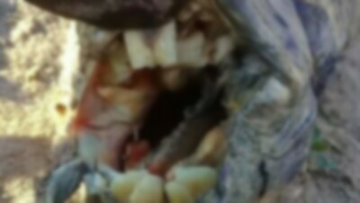 アルゼンチンの歯を持つ謎生物.jpg