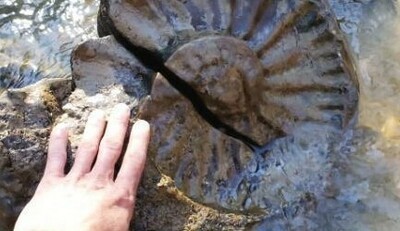 アンモナイトの化石がゴロゴロ転がる河原.jpg