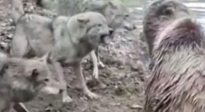 クマの檻にオオカミが侵入対決動画.jpg
