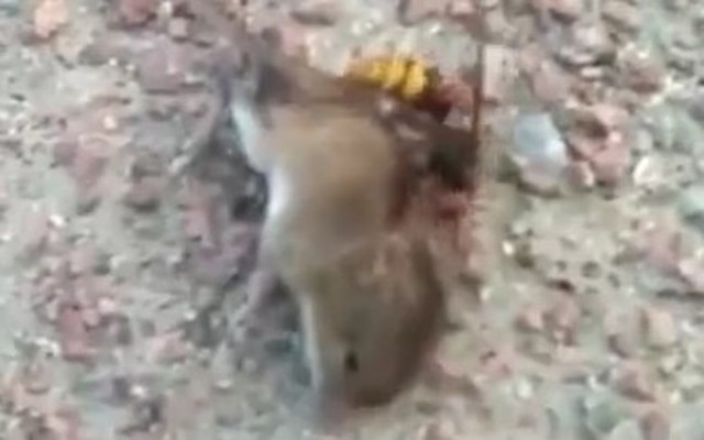 スズメバチがネズミを襲う.jpg