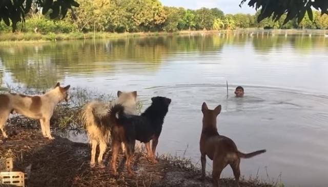 池で犬たちを驚かす飼い主のいたずら.jpg