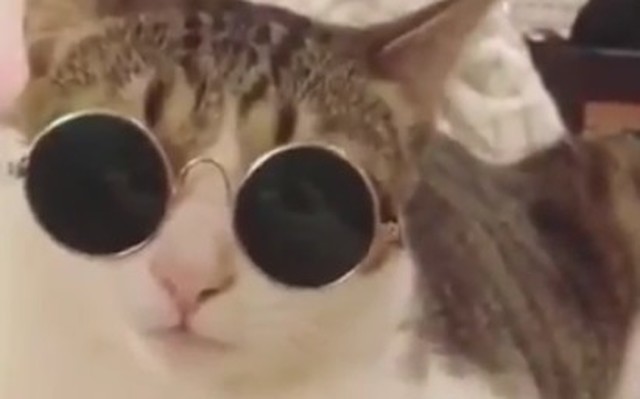自分でサングラスをかけるネコ.jpg