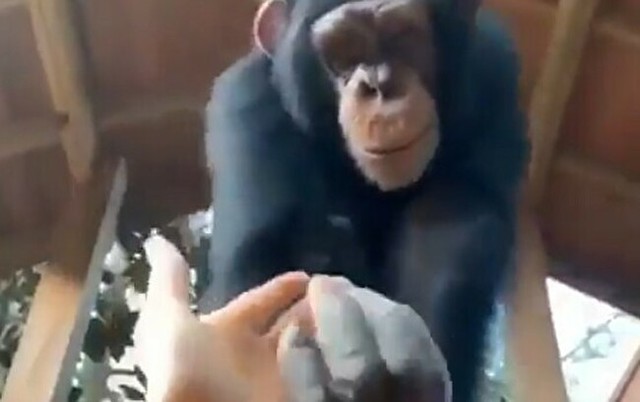 チンパンジーに手を引かれて。.jpg