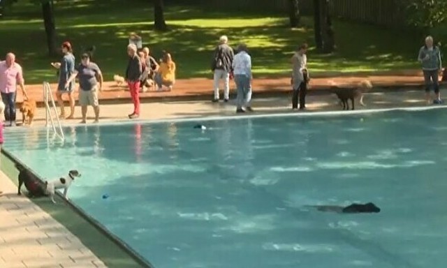 ドイツで犬にプールを解放.jpg